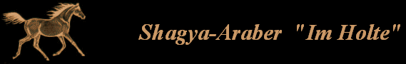 Shagya-Araber  
